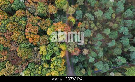 Drohnenblick auf einen gewundenen Pfad, der einen Wald trennt. Auf der einen Seite gibt es leuchtende Herbstfarben (Rot/Gelb), auf der anderen Seite sind die immergrünen Bäume dicht grün. Stockfoto