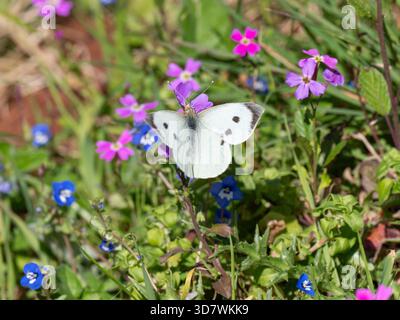 Schmetterling in der Nähe von Agios Nikolaos auf der Halbinsel Mani Stockfoto