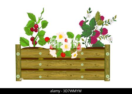 Beeren im hölzernen Hochbeet. Erdbeeren und Himbeeren wachsen im Topf auf der Fensterbank. Obst aus eigener Produktion auf Balkon mit Gemüsegarten. Vektor Stock Vektor