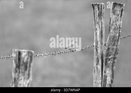 Schwarz-weiß eines weiblichen schwarzen Redstarts auf einem Stacheldraht (Phoenicurus Ochruros), Minimalismus, Kopierraum, monochrom, horizontal Stockfoto