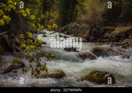 Der schnell fließende Gebirgsbach rauscht über moosbedeckte Felsen durch dichten Wald in der Wildnis von Utah Stockfoto