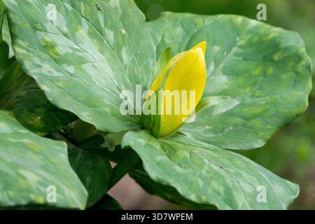 Trillium luteum gelbe Blume Stockfoto
