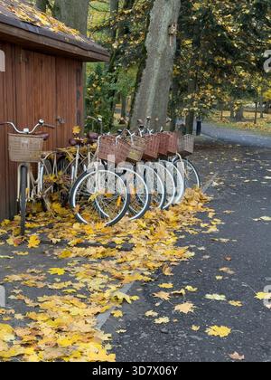 Vintage bicycles lined up near a wooden shed, surrounded by autumn leaves in a park. Stockfoto