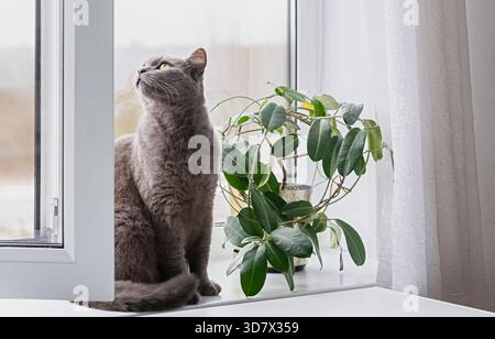 Britische Kurzhaar-graue Katze sitzt auf der weißen Fensterbank neben der Stephanotis-Pflanze (Stephanotis floribunda) und blickt in ein helles, modernes Zuhause, frisch gemütliches i Stockfoto