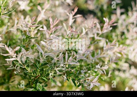 Nahaufnahme von Salix integra Hakuro-nishiki (gefleckte Weide) mit rosa, weißem und grünem Laub im Frühlingsgarten. Stockfoto