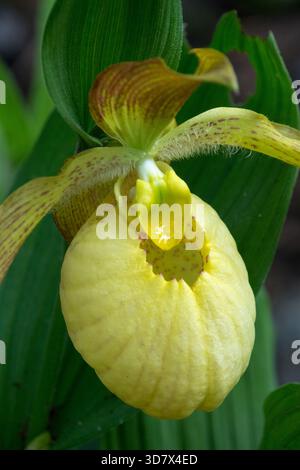 Cypripedium Blume Orchidee im Garten blassgelbe Blume in Blüte Cypripedium fasciolatum Stockfoto