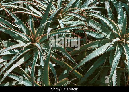Abstraktes Muster von Aloe-arborescens-Blättern, die natürliche geometrische Formen bilden, moderner Farbfilter betont Türkistöne und Wassertropfen. Stockfoto