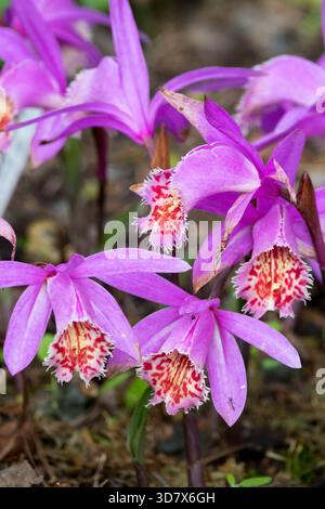 Orchideenblumen Pink Stockfoto