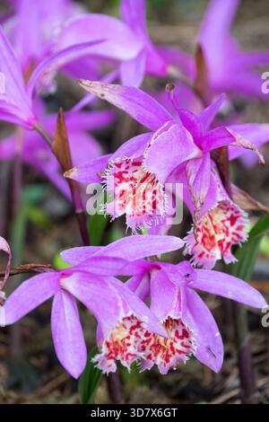 Violetten Orchidee Stockfoto