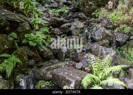 Feuchte, moosbedeckte Felsen mit frischen grünen Farnen und kleinen Wassertropfen, die zwischen ihnen in einer natürlichen Waldlandschaft fließen Stockfoto