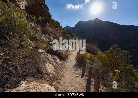 Sonnendurchfluteter Wanderweg schlängelt sich durch die felsigen Schluchtwände des Barranco del Infierno Trails auf Teneriffa Stockfoto
