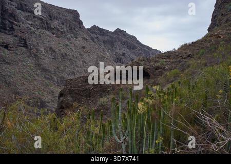 Der mehrschichtige vulkanische Felsgipfel mit dünner, saftiger Vegetation erhebt sich über den Wänden des Canyons in Barranco del Infierno Teneriffa Stockfoto
