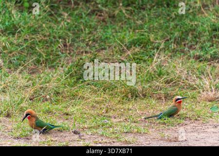 Teleobjektiv von zwei Bienenfressern mit weißem Frontenrand - Merops Bullockoides - in der Nähe des Lake Nakuru National Park in Kenia Stockfoto
