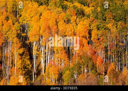 Herbstfarben des Aspenwaldes nahe Kebler Pass in Colorado Stockfoto