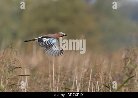 Eurasian Jay (Garrulus glandarius) Norfolk September 2025 Stockfoto