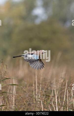 Eurasian Jay (Garrulus glandarius) Norfolk September 2025 Stockfoto