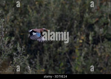 Eurasian Jay (Garrulus glandarius) fliegt mit Eichenholz (Quercus robur) Norfolk Oktober 2025 Stockfoto