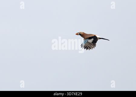 Eurasian Jay (Garrulus glandarius) fliegt mit Eichenholz (Quercus robur) Norfolk Oktober 2025 Stockfoto