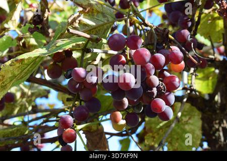 Reife dunkelrote Trauben auf der Weinpflanze Stockfoto