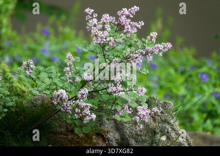 Syringa meyeri 'Palibin' wunderschöner kleiner Sträucher in einem Garten Stockfoto