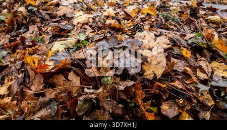 Nahaufnahme einer dichten Schicht feuchter Herbstblätter in verschiedenen Farben, die nach Niederschlag saisonalen Verfall und Textur auf dem Boden zeigen. Stockfoto