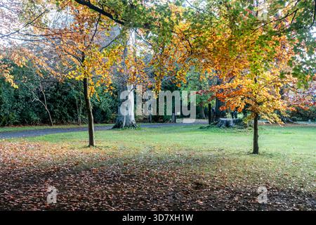 Herbstbuchen (Fagus sylvatica) in einem Park, mit goldenem und orangenem Laub umgeben eine glatte, graustämmige, reife Buche an einem hellen Tag der Saison Stockfoto