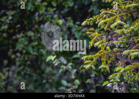 Kompliziertes Spinnennetz, bedeckt mit Morgentau, hängt zwischen immergrünen Zweigen im Wald, Homer, Alaska. Stockfoto
