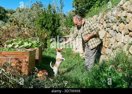 Senior Mann spielt mit Jack Russell Terrier Hund auf der Farm Stockfoto