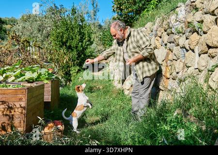 Senior Mann spielt mit Jack Russell Terrier Hund auf der Farm Stockfoto