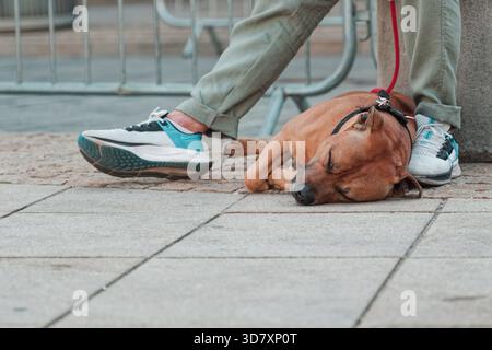 Brauner Hund, der auf einem Bürgersteig ruht. Stockfoto