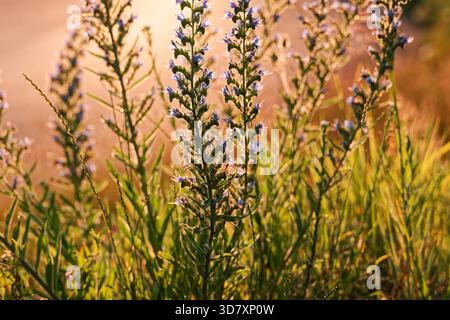 Nahaufnahme wilder violett-blauer Blumen, die während der goldenen Stunde auf einer sonnendurchfluteten Wiese blühen. Stockfoto