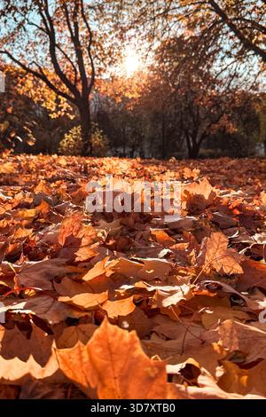 Farbenfrohe Herbstblätter, die den Boden im warmen Sonnenlicht bedecken, mit Bäumen, die sanft im Hintergrund verschwimmen. Stockfoto