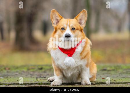 Porträt eines Corgi mit einem winterroten Schal draußen Stockfoto