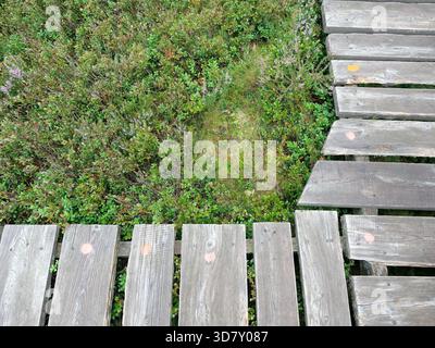 Holzsteg schlängelt sich durch Moorland mit Vegetation und Wald im Hintergrund. Nahaufnahme. Kopierraum. Stockfoto