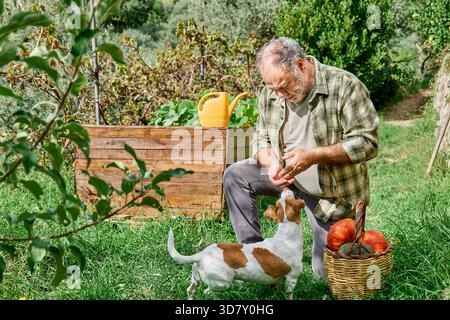 Senior Mann spielt mit Jack Russell Terrier Hund auf der Farm Stockfoto