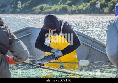 Kommerzieller Fischer in gelben Lätzchen, der einen Wildlachs aus einem Kiemennetz auf einem Boot entfernt, Kalgin Island, Alaska. Stockfoto