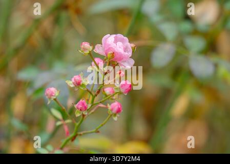 Eine kleine rosafarbene Rose im Herbst Stockfoto