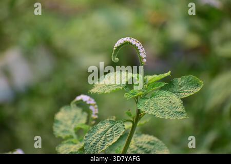 Indische Heliotrop-Pflanze mit winzigen lila-weißen Blüten Stockfoto