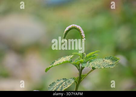 Indische Heliotrop-Pflanze mit winzigen lila-weißen Blüten Stockfoto