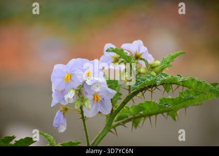 Indische Heliotrop-Pflanze mit winzigen lila-weißen Blüten Stockfoto