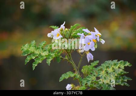 Indische Heliotrop-Pflanze mit winzigen lila-weißen Blüten Stockfoto