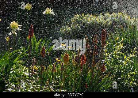 Wassertropfen sprühen über einem sonnigen Blumenbeet mit blühenden roten Fackellilien, Kniphofia und gelben afrikanischen Lilien, Agapanthus in einem Sommergarten Stockfoto