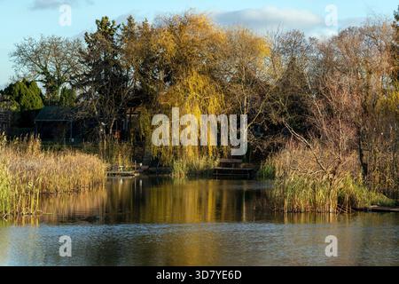 Ein ruhiger Teich, umgeben von hohen Gräsern und Bäumen, zeigt leuchtende gelbe Weiden vor einem klaren Himmel. Die Szene fängt die Ruhe der Natur während ein Stockfoto
