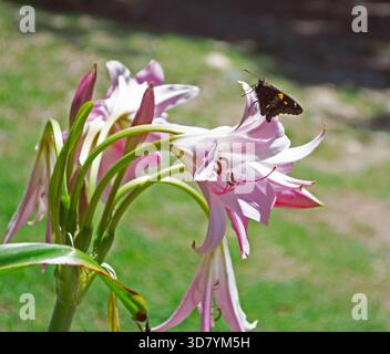Nahaufnahme mit einer Belladonna-Lilie (amaryllis belladonna) mit geringer Tiefe des Feldes und unscharfem Hintergrund. Ein Schmetterling ist auf seinen Blütenblättern gelandet. Stockfoto