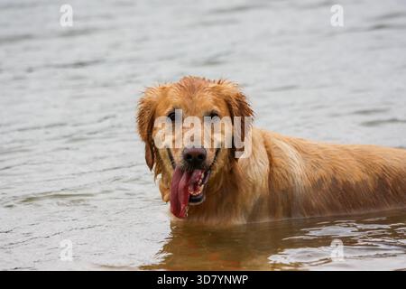Nahaufnahme eines goldenen Retriever-Hundes, der im Wasser an einem See steht Stockfoto