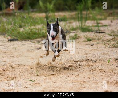 Miniatur-Bullterrier, der durch den Sand am Strand läuft Stockfoto