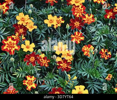 Blick von oben auf viele gelbe und zweifarbige Ringelblumen in Blättern Stockfoto