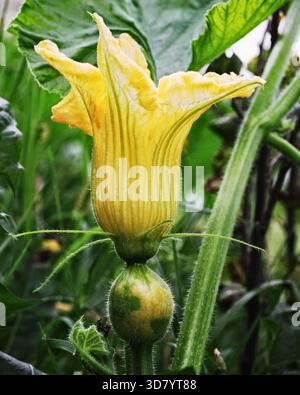 Große gelbe Kürbisblüte in grünen Blättern Stockfoto