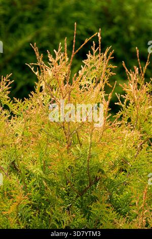Thuja occidentalis 'Feuerleiter' Thuja Nadeln Stockfoto