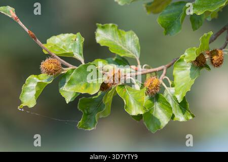 Nahaufnahme der Nüsse der Buche (fagus sylvatica) am Baum Stockfoto